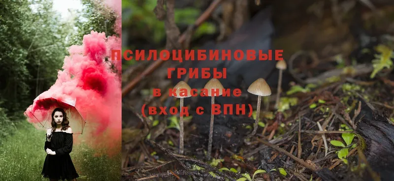 shop состав  Саров  Галлюциногенные грибы Psilocybe 